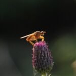 Scatophage stercoraire_926