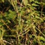 Epilobe hirsute_911