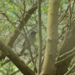 Fauvette à tête noire_683