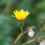 Laiteron des champs_922