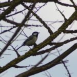 Mésange charbonnière_668