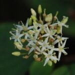 Cornouiller sanguin_916