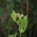 Cirse faux-épinard_913