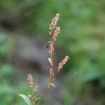 Poivre d&rsquo;eau_917