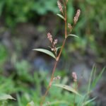 Poivre d&rsquo;eau_918