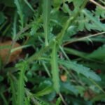 Grande marguerite_934