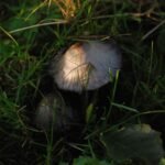 Coprin de Romagnési_921