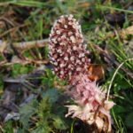 Pétasite hybride_952