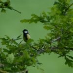 Mésange charbonnière_721