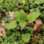 Epiaire des bois_975