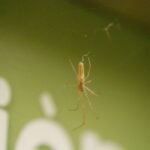 Tétragnathe étirée_972