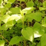 Epiaire des bois_997