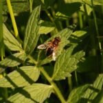 Eristale opiniâtre_998