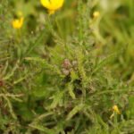 Chardon faux-acanthe (Carduus acanthoides)_1017