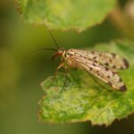 Mouche scorption (Panorpa communis)_1019