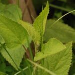 Epiaire des bois (Stachys sylvatica)_1020