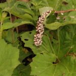 Pétasite hybride)_1021