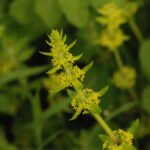 Gailet croisette_1016