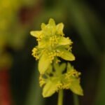 Gaillet croisette_1040