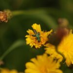 Oedémère noble_1034