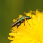 Oedémère noble_1035