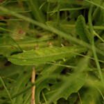 Crépide bisannuelle_1070