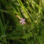 Herbe à Robert_1042