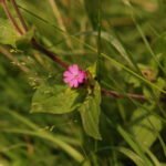 Compagnon rouge_1049