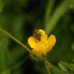 Oedémère noble_1036