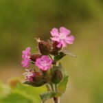 Compagnon rouge_1051