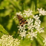 Mouche scorption (Panorpa germanica)_1058