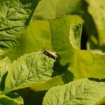 Agapanthie à pilosité verdâtre_1059