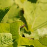 Agapanthie à pilosité verdâtre_1060