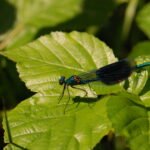 Caloptéryx éclatant_1061