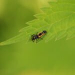 Coccinelle asiatique_1063