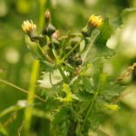 Laiteron potager_1067