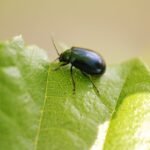 Galéruque de l&rsquo;aulne_1075