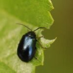 Galéruque de l&rsquo;aulne_1076