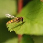 Syrphe ceinturé_1086