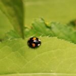 Coccinelle asiatique_1080