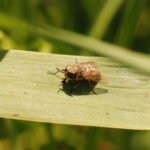 Tabanus bromius_1083