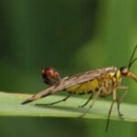 Mouche scorption (Panorpa germanica)_1072