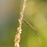 Agrion élégant_1090