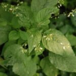 Circée de Paris_1099