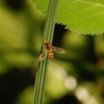 Syrphe ceinturé_1095