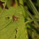 Hélophile suspendu_1097