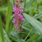 Salicaire commune_1088