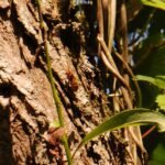 Frelon d&rsquo;Europe_1101