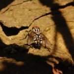 Mouche à damier_1105