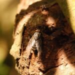 Mouche à damier_1106